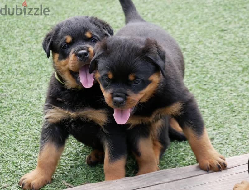 Rottweiler Puppies. Whatsapp me +972553390216. 0