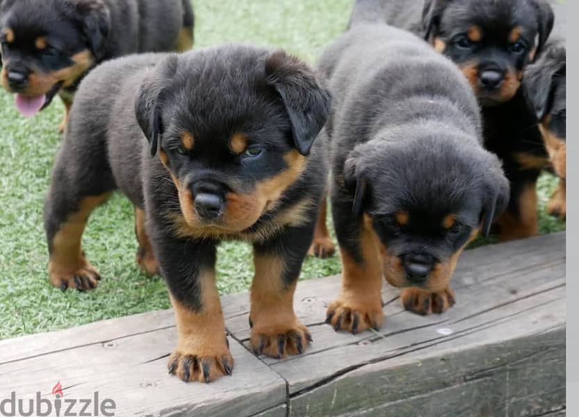 Rottweiler Puppies. Whatsapp me +972553390216. 1