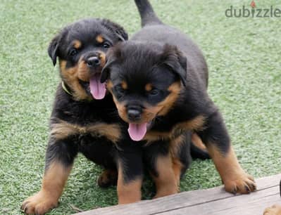 Rottweiler Puppies. Whatsapp me +972553390216.