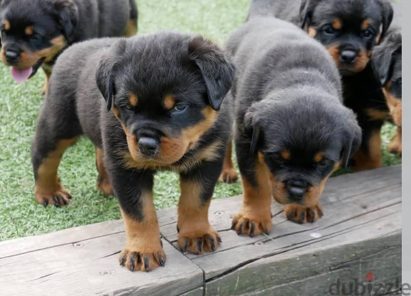 Rottweiler Puppies. Whatsapp me +972553390216. 1