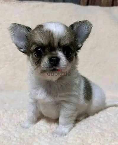 Chihuahua Puppies. Whatsapp me +972553390216.