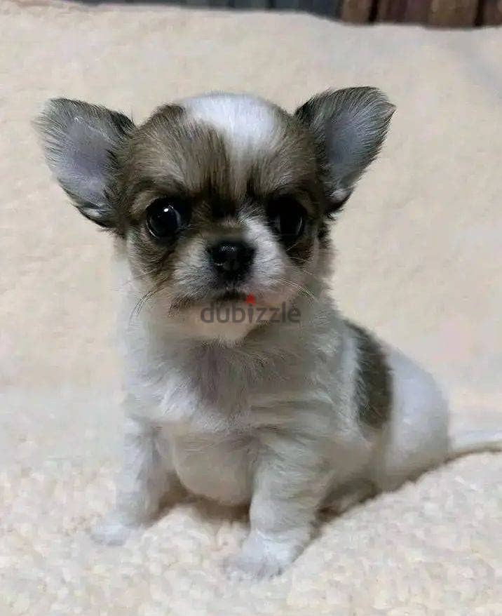 Chihuahua Puppies. Whatsapp me +972553390216. 0