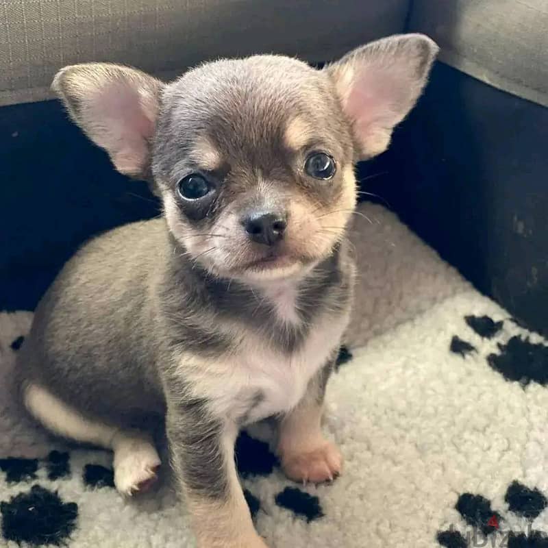 Chihuahua Puppies. Whatsapp me +972553390216. 1