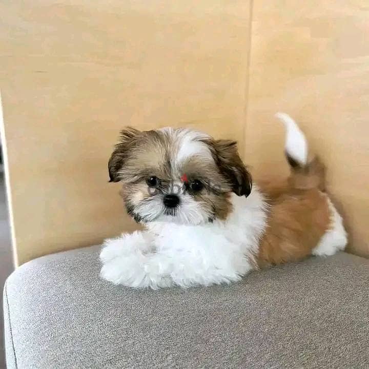 Shih Tzu Puppies. Whatsapp me +972553390216. 0