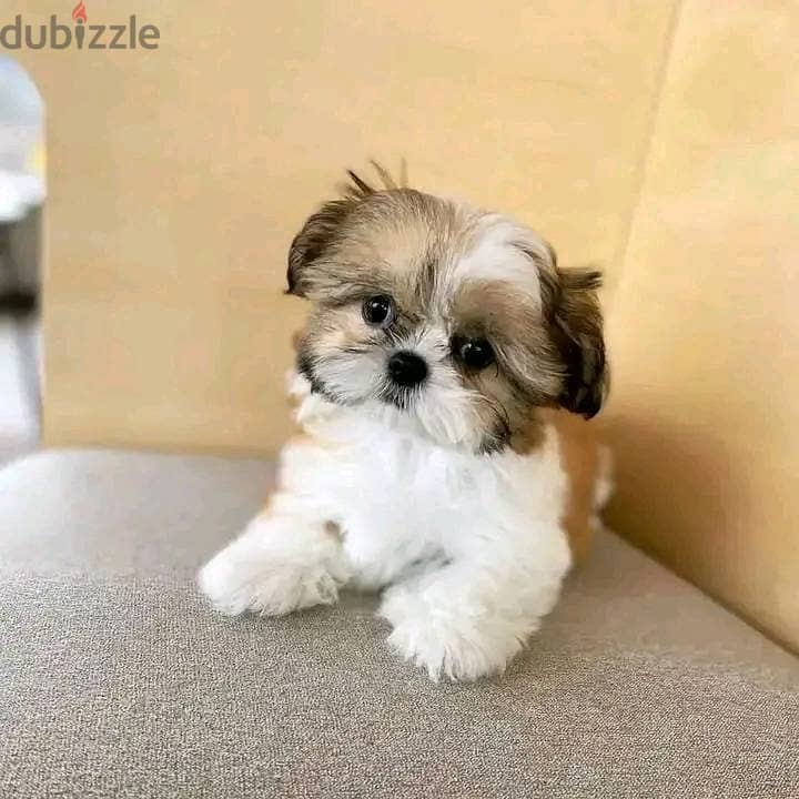 Shih Tzu Puppies. Whatsapp me +972553390216. 1