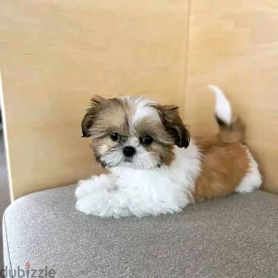 Shih Tzu Puppies. Whatsapp me +972553390216.