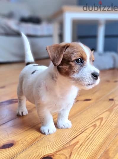 Jack Russell Puppies. Whatsapp me +972553390216.