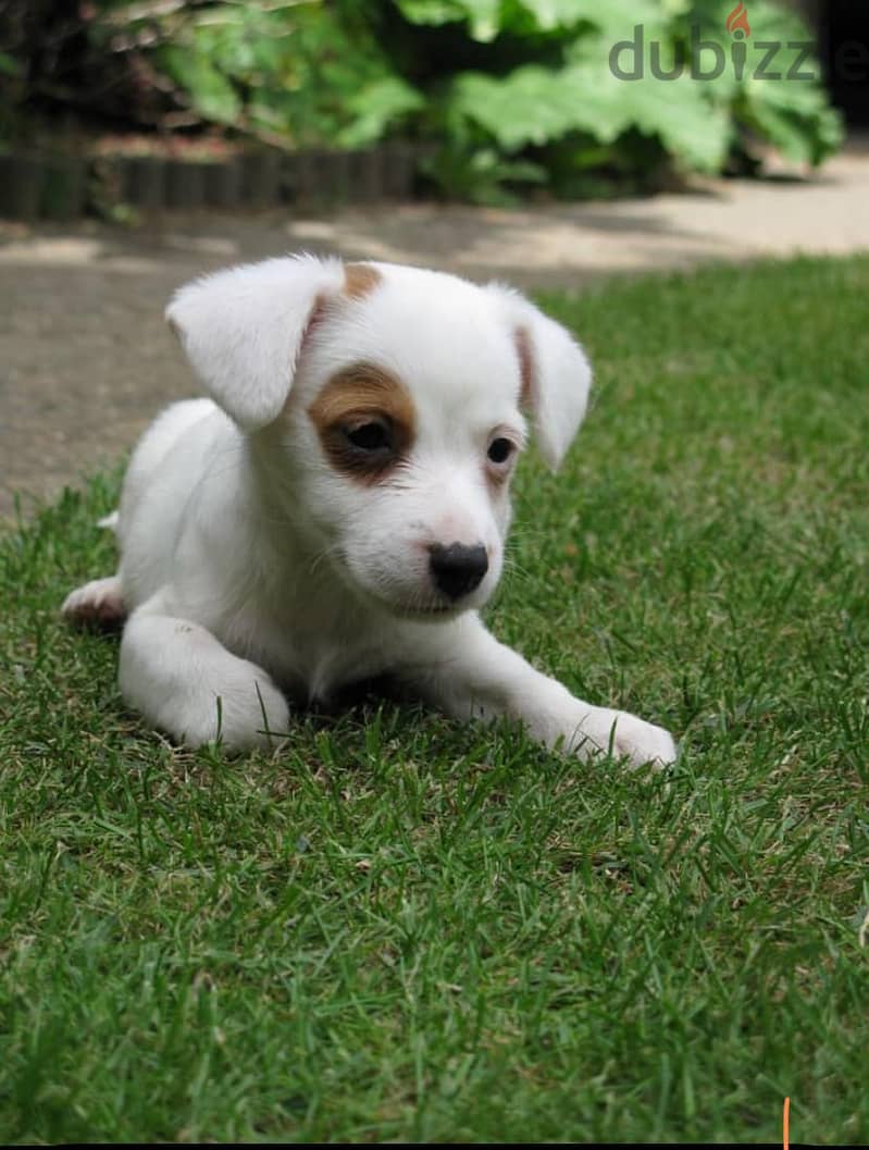 Jack Russell Puppies. Whatsapp me +972553390216. 1