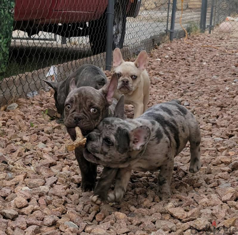 French Bulldog Puppies. Whatsapp me +972553390216. 0