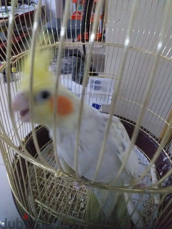 Parrot for sale 1