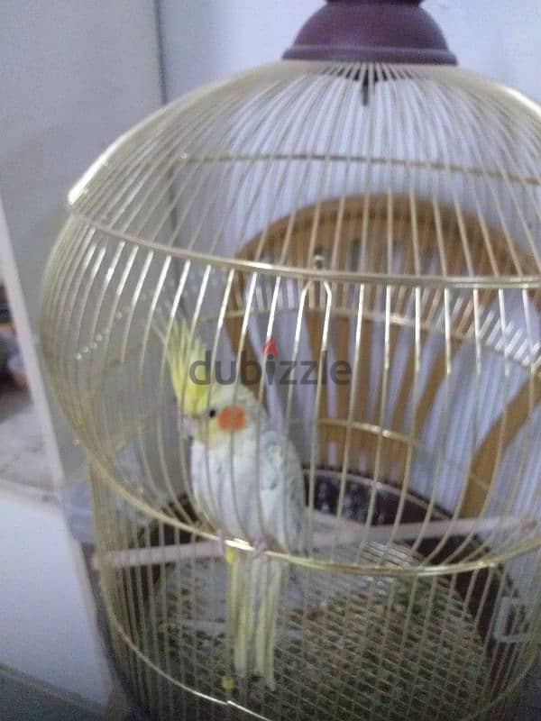 Parrot for sale 2