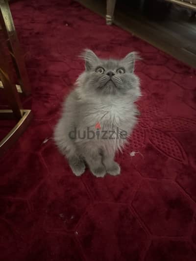 kitten Persian moon face for sale