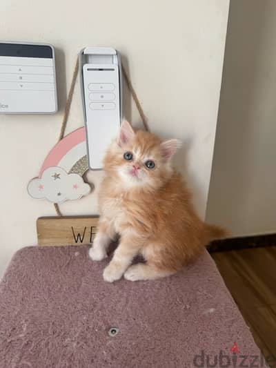 kitten himalaya for sale