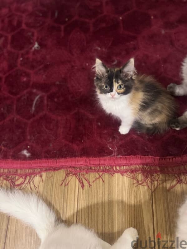 kitten himalaya for sale 8