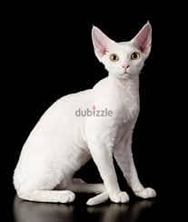 Whatsapp Me +96878738119 Devon Rex for sale