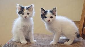 Whatsapp Me +96878738119 Japanese Bobtail for sale