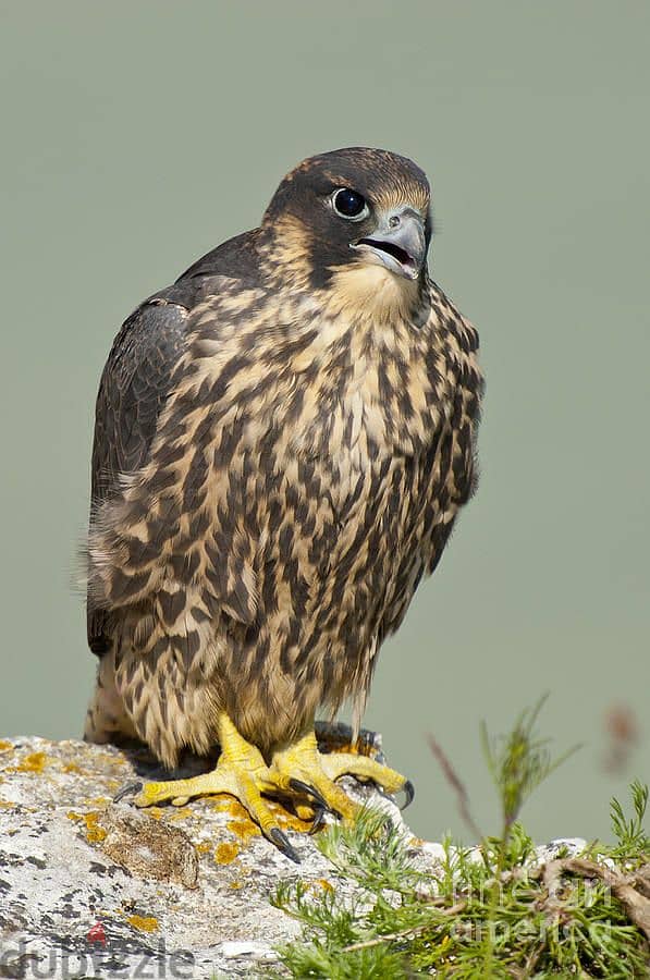 Peregrine Falcon 0