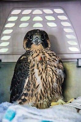 Peregrine Falcon 1