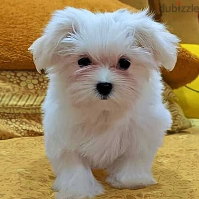 Beautiful Maltese Puppies For Sale : WhatApp +1914-6053-177