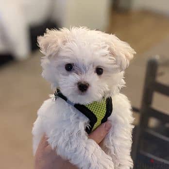 Beautiful Maltese Puppies For Sale : WhatApp +1914-6053-177 1