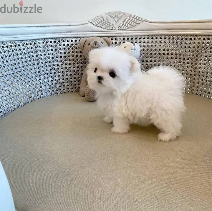 Beautiful Maltese Puppies For Sale : WhatApp +1914-6053-177 0