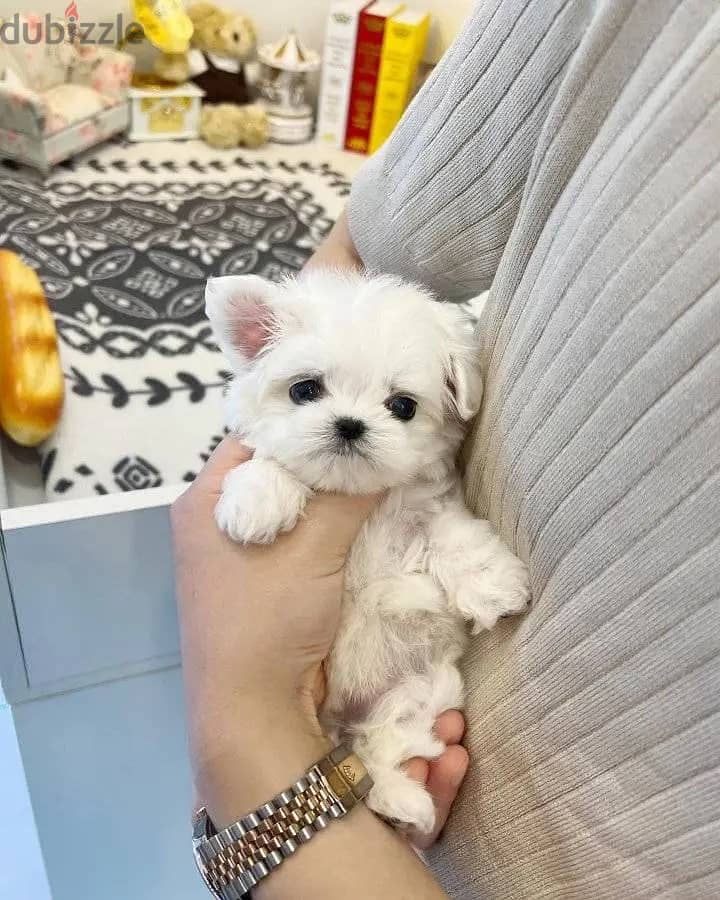 Beautiful Maltese Puppies For Sale : WhatApp +1914-6053-177 1