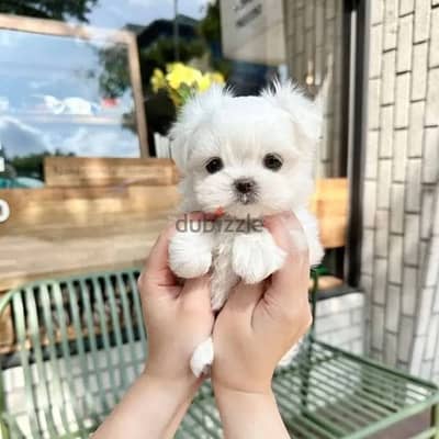 Beautiful Maltese Puppies For Sale : WhatApp +1914-6053-177