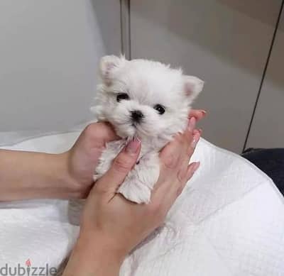 Beautiful Maltese Puppies For Sale : WhatApp +1914-6053-177