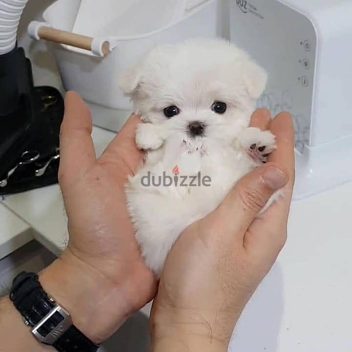 Beautiful Maltese Puppies For Sale : WhatApp +1914-6053-177 1