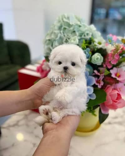 Beautiful Maltese Puppies For Sale : WhatApp +1914-6053-177