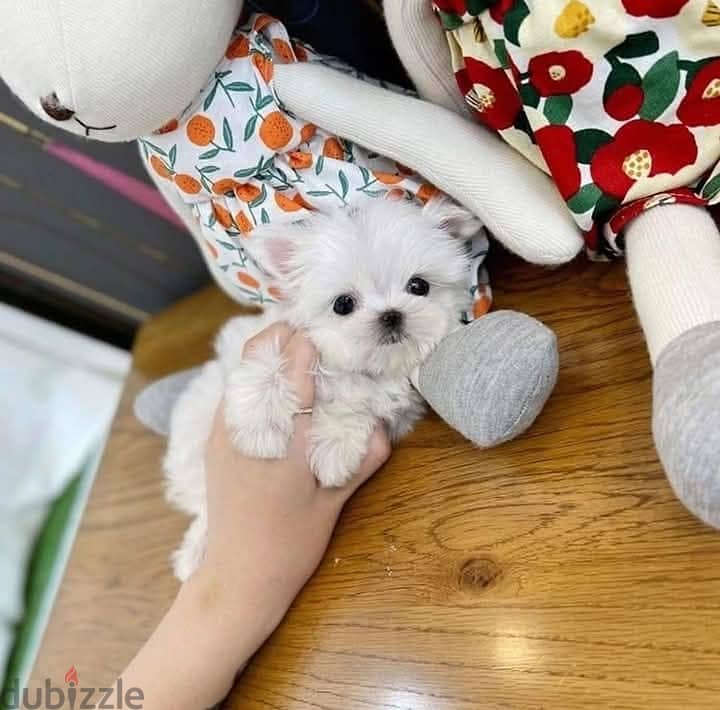 Beautiful Maltese Puppies For Sale : WhatApp +1914-6053-177 1