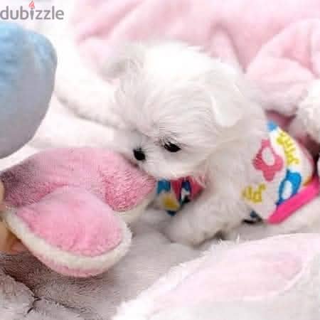 Beautiful Tiny Maltese Puppies For Sale : WhatApp +1914-6053-177 1