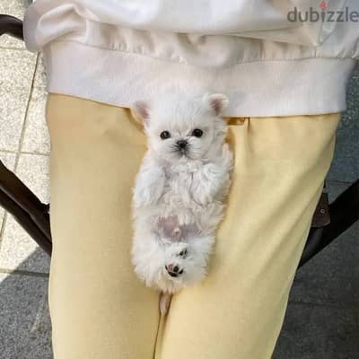 Beautiful Tiny Maltese Puppies For Sale : WhatApp +1914-6053-177