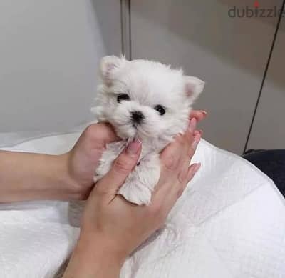 Beautiful Maltese Puppies For Sale : WhatApp +1914-6053-177