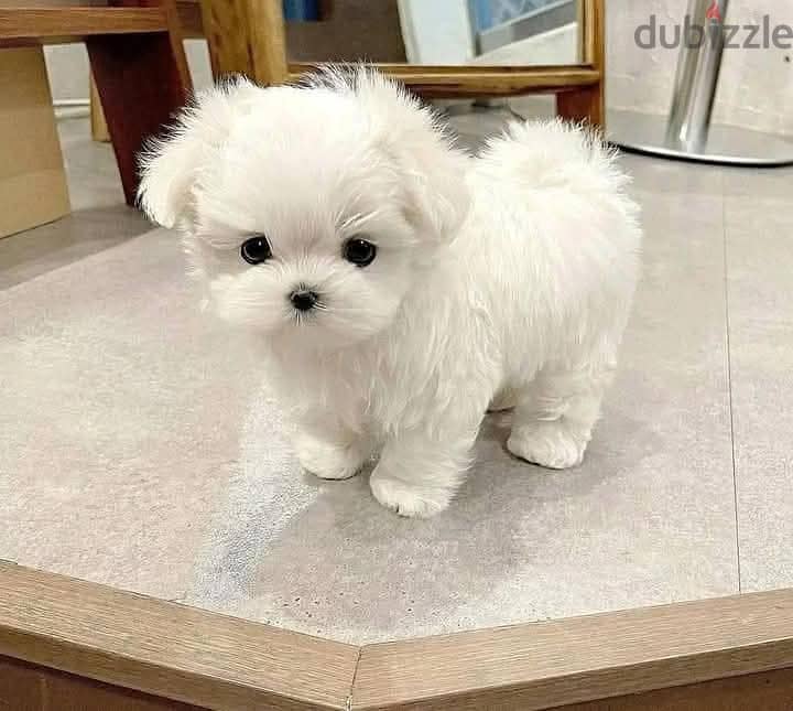 Beautiful Maltese Puppies For Sale : WhatApp +1914-6053-177 1