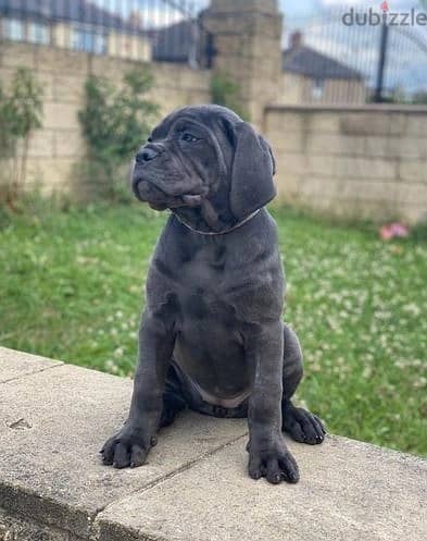 Whatsapp Me +966588993320 Cane Corso Puppies 0