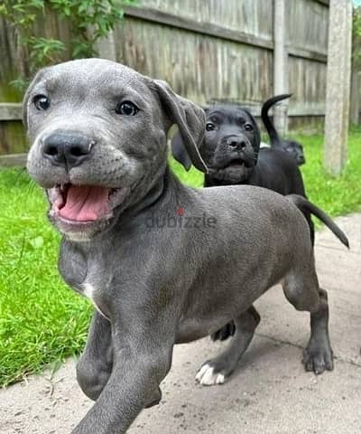 Whatsapp Me +966588993320 Cane Corso Puppies