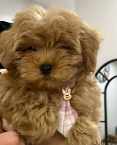 Maltipoo for Sale