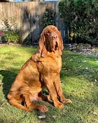 Whatsapp Me +96878739119 Bloodhound for sale