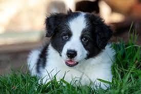 Whatsapp Me +96878738119 Border Collie for sale