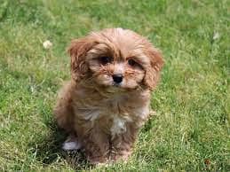 Whatsapp Me +96878738119 Cavachon for sale