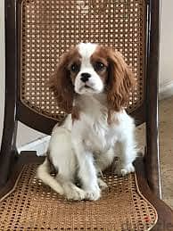 Whatsapp Me +96878738119 Cavalier King Charles Spaniel for sale