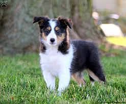 Whatsapp Me +96878738119 Collie for sale