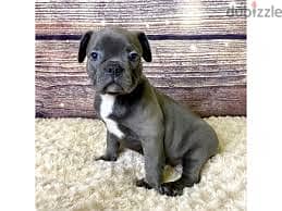 Whatsapp Me +96878738119 Frenchton for sale