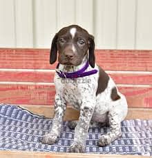 Whatsapp Me +96878738119 German shorthaired pointer for sale