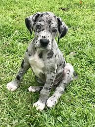 Whatsapp Me +96878738119 Great Dane for sale 0