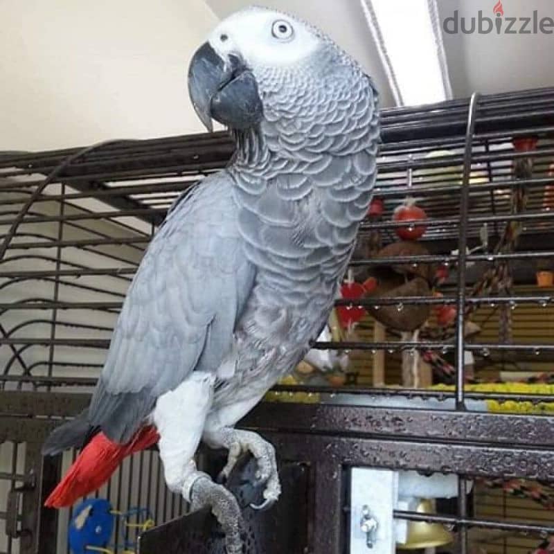 Whatsapp Me +966588993320 Afri-can Gray Parrots 1