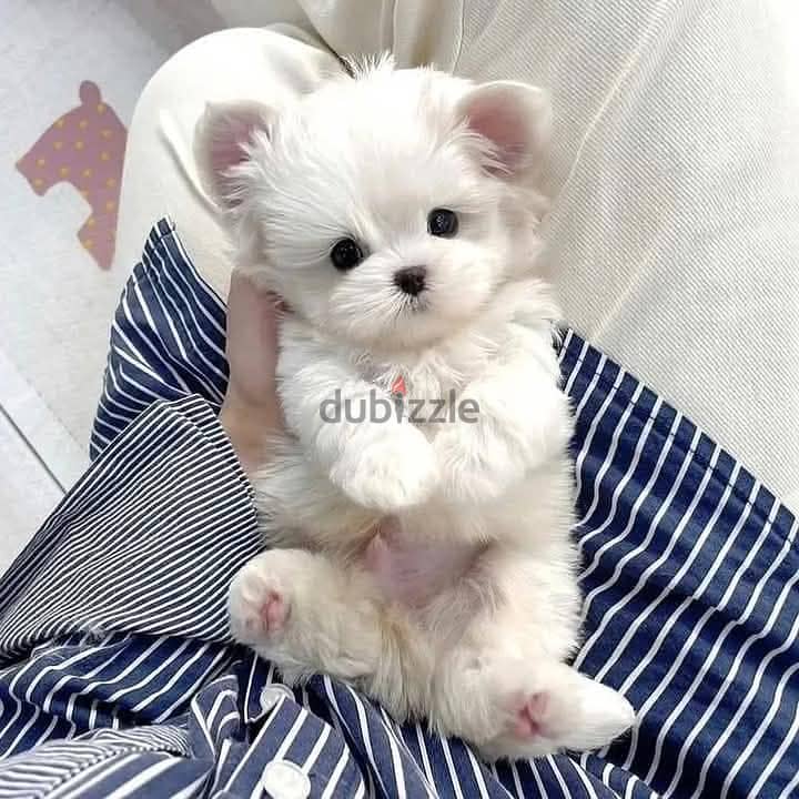 Beautiful Maltese Puppies For Sale : WhatApp +1914-6053-177 1