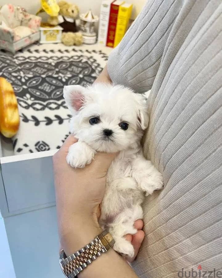 Beautiful Maltese Puppies For Sale : WhatApp +1914-6053-177 1