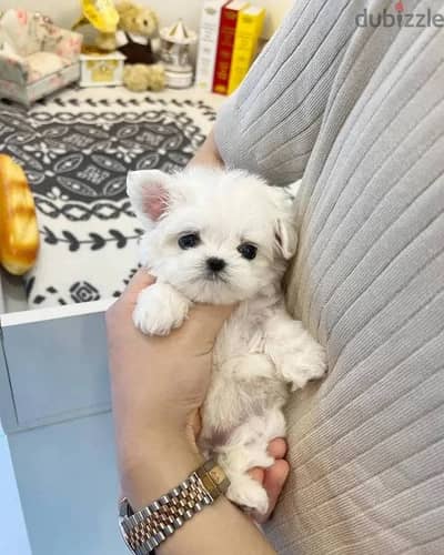 Beautiful Maltese Puppies For Sale : WhatApp +1914-6053-177